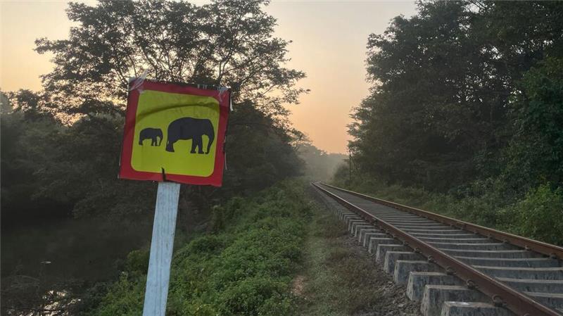 Sechs Elefanten sterben in Sri Lanka bei Kollision mit Zug Ein Hinweisschild warnt vor wilden Elefanten. (Foto aktuell)