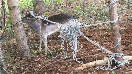 Ein Hirsch hatte sich in einem langen Band verfangen. 