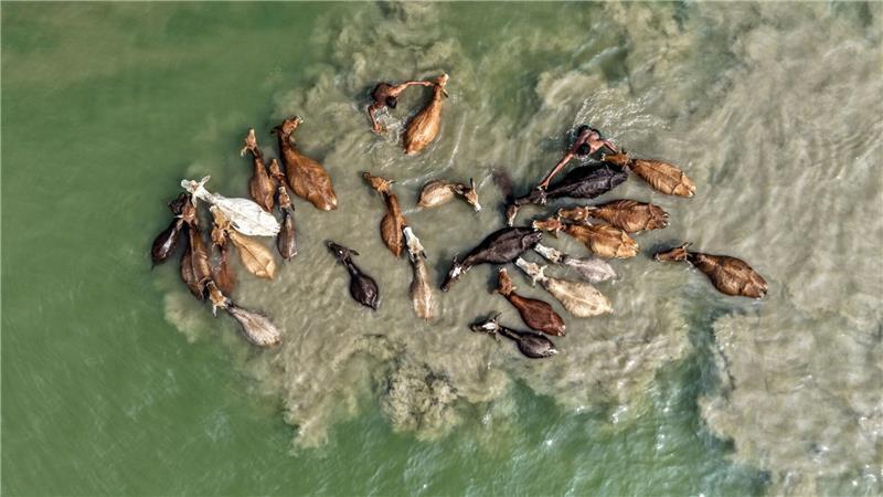 Ein Hirte wäscht sein Vieh im Fluss Brahmaputra in Indien.