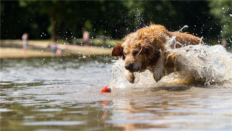Ein Hund, der so verliebt in sein Spielzeug ist, dass er nicht von ihm lassen mag: Klingt süß, kann für den Vierbeiner aber gefährlich sein. (Archivbild)