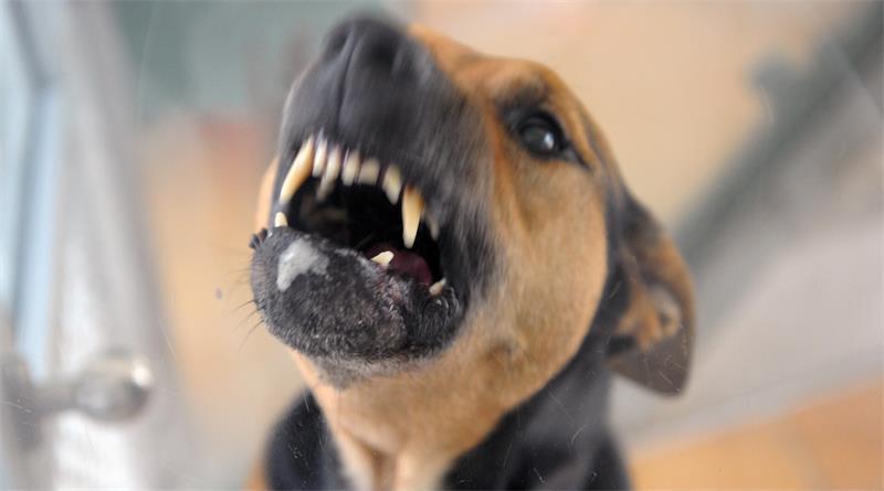 Ein Hund hat eine 20-jährige Frau in Winsen attackiert. (Symbolbild)