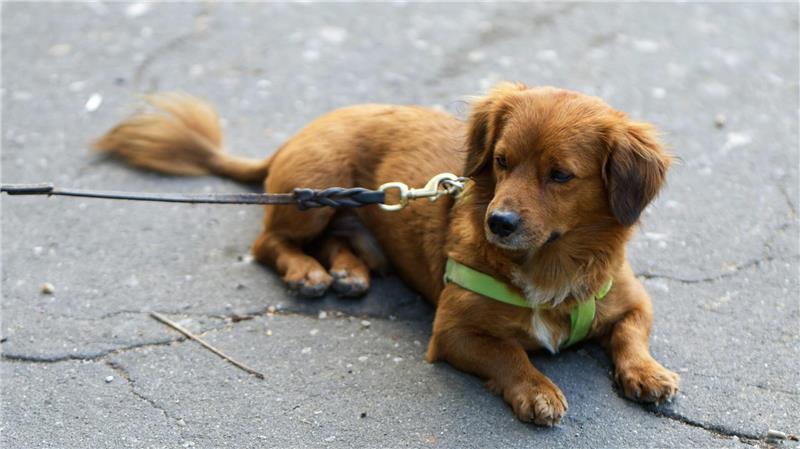 Hund im Gleis löst S1-Streckensperrung und Polizeieinsatz in Hamburg aus Ein Hund hat eine Streckensperrung beim HVV in Hamburg ausgelöst. (Symbolbild)