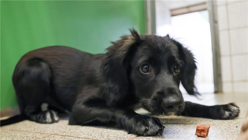 Ein Hund im Hamburger Tierheim Süderstraße. (Archivbild)