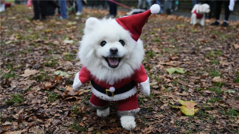 Ein Hund nimmt an der Weihnachtspulli-Parade von „Rescue Dogs of London and Friends“ teil.