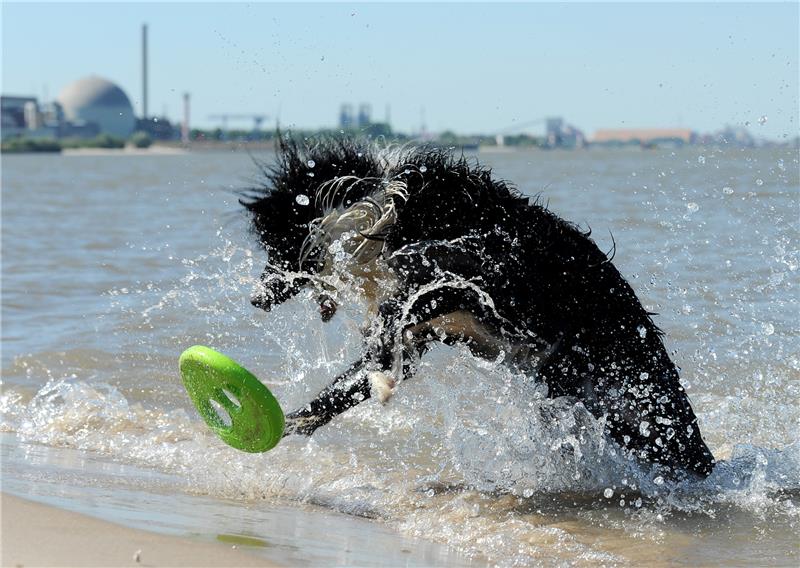 Volle Strände, Städte und Freibäder – doch Hitze bald vorbei Ein Hund nimmt ein kühles Bad in der Elbe bei Bassenfleth. Foto: dpa