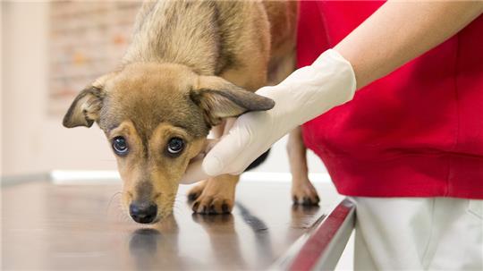 Ein Hund steht auf einem Behandlungstisch. Die SPD in Schleswig-Holstein fordert eine Bundesratsinitiative, um den Online-Tierhandel einzuschränken. Foto: Inga Kjer/dpa