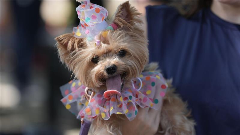 Ein Hund trägt ein Kostüm während der Karnevals-Hundeparade „Blocao“ in Rio de Janeiro.