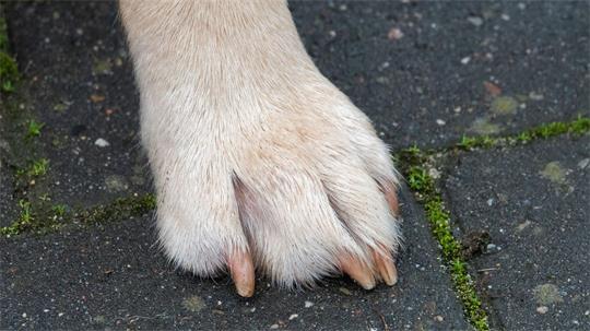 Ein Hund wurde in Rinteln von einem unbekannten Autofahrer angefahren und verletzt. (Symbolbild)