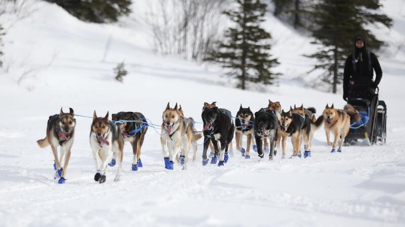 Ein Hundeschlittenteam beim Iditarod-Rennen.