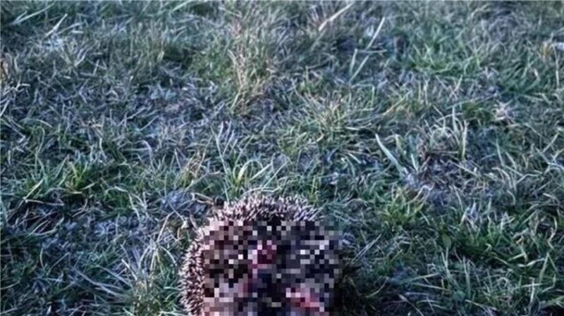 Ein Igel, der im Winterschlaf bei einem unerlaubten Heckenschnitt in Cuxhaven-Duhnen getötet wurde. Tierschützer sind entsetzt über das Ausmaß der Zerstörung.