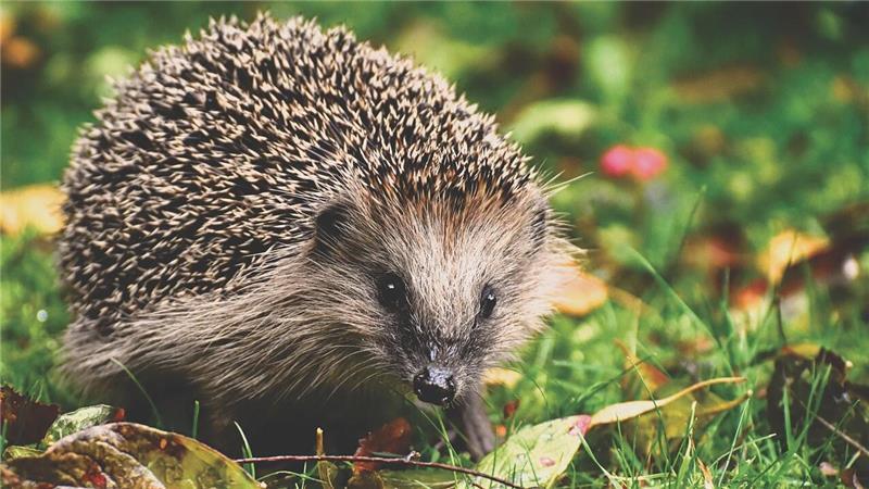 Ein Igel hat eine Prügelei zwischen zwei Frauen in Winsen ausgelöst.
