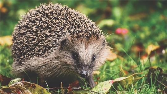 Ein Igel hat eine Prügelei zwischen zwei Frauen in Winsen ausgelöst.