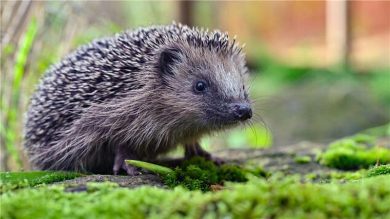 Spaziergänger finden geschredderte Igel in Otterndorf Ein Igel in seinem natürlichen Lebensraum: Naturschützer fordern mehr Schutzmaßnahmen, um das Überleben dieser bedrohten Art zu sichern.