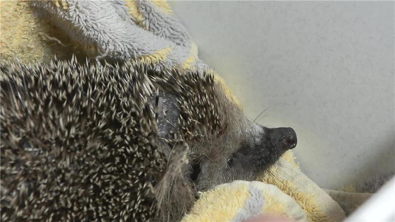Ein Igel mit einer Kopfverletzung wird in einer Wildtierauffangstation behandelt. Tierschutzverbände in Deutschland fordern, den Einsatz von Mährobotern zu beschränken.