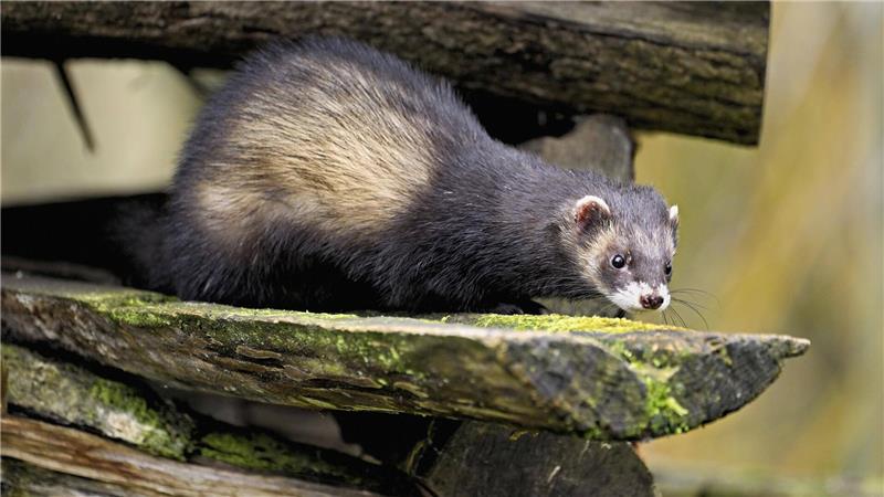 Ein Iltis ist in der freien Natur nur selten zu sehen. Über den Bestand dieser gefährdeten Art gibt es entsprechend nur wenig zuverlässige Daten. Foto: Imago/Huwiler