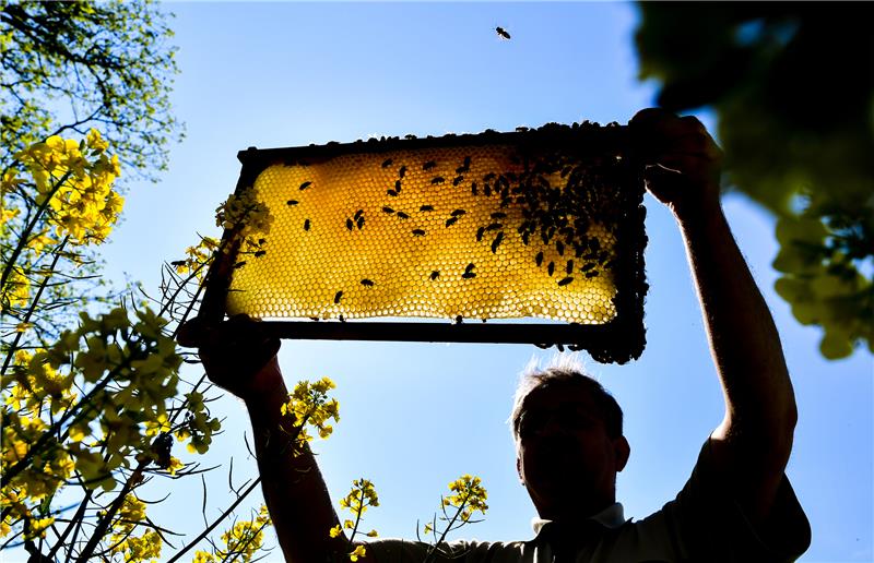 Ein Imker zeigt eine Bienenwabe an einem blühenden Rapsfeld. Foto: Patrick Pleul/dpa-Zentralbild