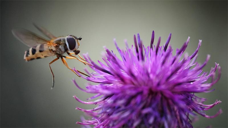 Ein Insekt fliegt an einem sonnigen Tag in einem Wald am Stadtrand von Tallinn an einer Blüte.