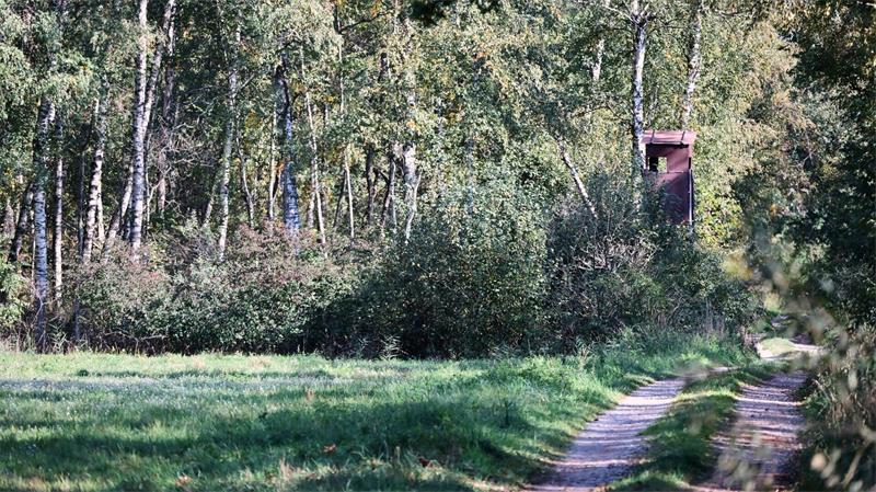 Ein Jäger hatte das fragliche Tier im Notzinger Moos durch eine Wärmebildkamera beobachtet. (Archivbild)