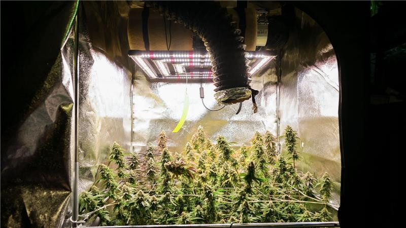 Zehn Hamburger Vereinigungen bauen Cannabis an Ein Jahr nach der Legalisierung des Cannabisanbaus gibt es in Hamburg zehn zugelassene Anbauvereingungen.