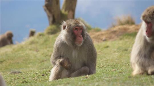 Ein Japanmakak (Macaca fuscata) im Highland Wildlife Park im schottischen KIncraig.
