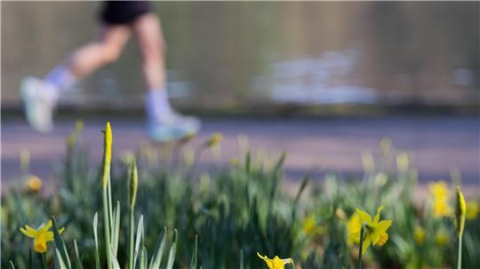 Ein Jogger läuft bei frühlingshaften Temperaturen am Adenauer Weiher im Stadtwald von Köln.