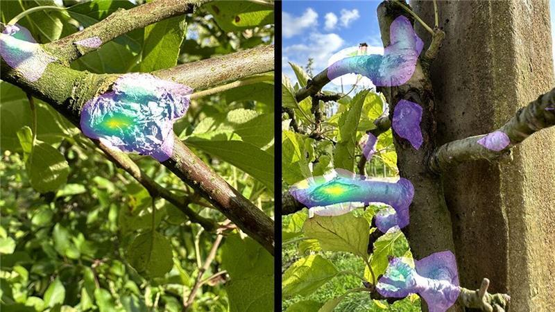 Ein KI-Modell erkennt die Obstbaumkrebsstelle auf einer hochaufgelösten Smartphone-Aufnahme.
