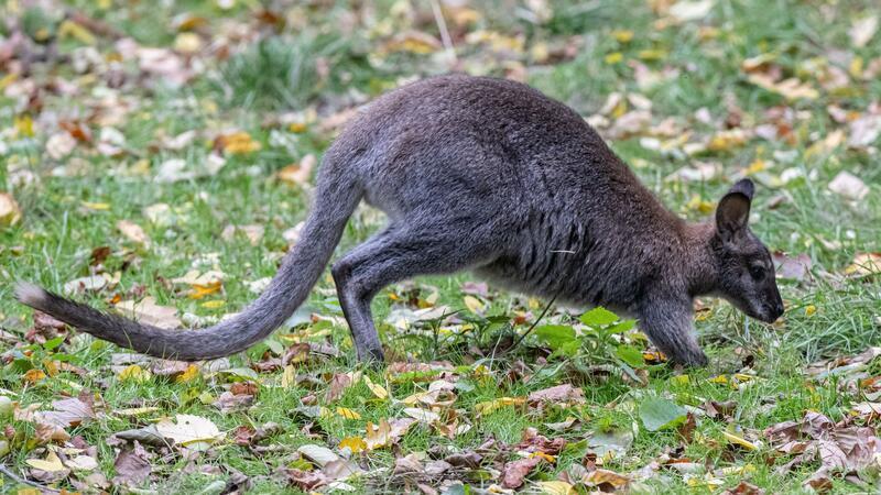 Ein Känguru ist am Wochenende nach Polizeiangaben im Kurort Malente gesichtet worden. (Symbolbild)