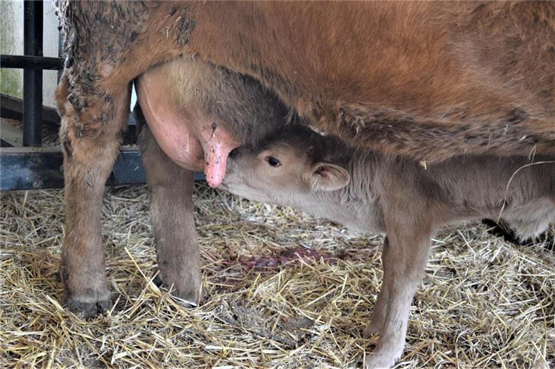 Ein Kalb trinkt Muttermilch. Fotos Albus