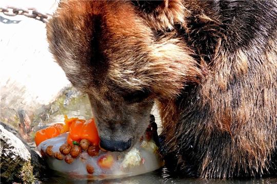 Ein Kamtschatkabär knabbert an seiner Eisbombe im Tierpark Hagenbeck. In Hamburg werden am Dienstag im Schnitt Temperaturen von etwa 30 Grad erwartet. Foto: Julian Weber/dpa