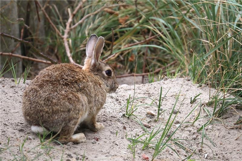 Wilde Bewohner: Wie Kaninchen, Füchse und Co. Nordseeinseln erobern Ein Kaninchen sitzt an einer Düne von Norderney. Foto: Volker Bartels/dpa