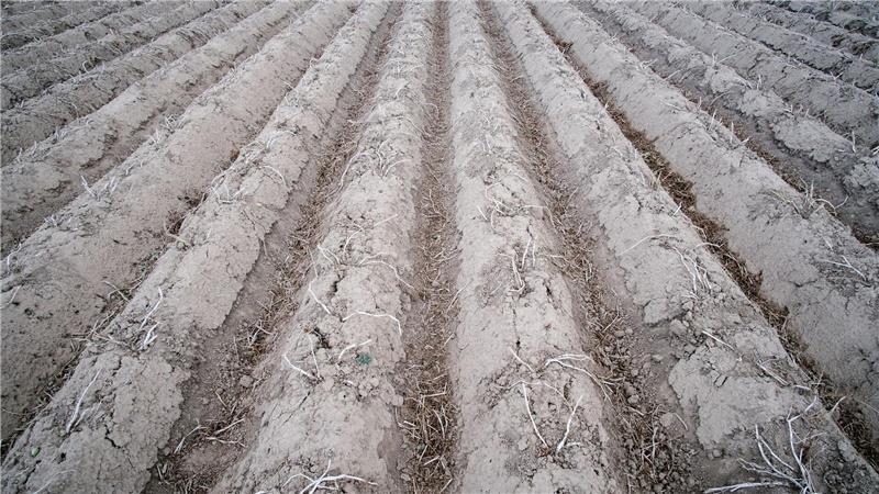 Ein Kartoffelfeld kurz vor der Ernte. Laut einem aktuellen Bericht werden die rechtlichen Vorgaben zur Stickstoffdüngung auf Landesebene eingehalten. (Symbolbild)