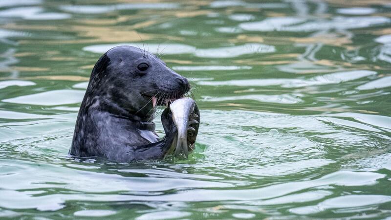 Ein Kegelrobben-Jungtier wird in der Seehundstation Norddeich gefüttert.