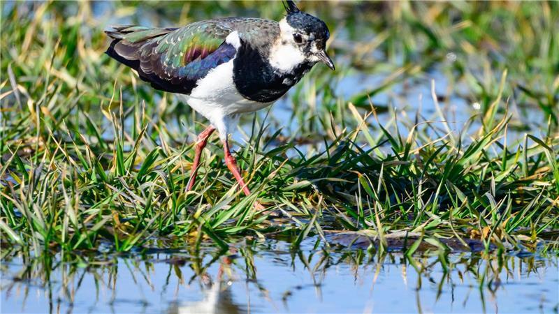 Ein Kiebitz ist auf Nahrungssuche im Oderbruch. Die Vögel gelten auch als Frühlingsboten. 