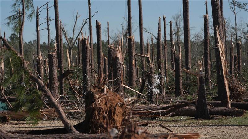 Ein Kiefernwald in Mississippi wurde durch einen Tornado zerstört.