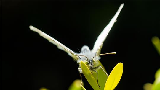 Ein Kohlweißling sammelt im Garten der Schmetterlinge in Aumühle-Friedrichsruh (Landreis Herzogtum Lauenburg) Nektar.  Foto: Ulrich Perrey/dpa