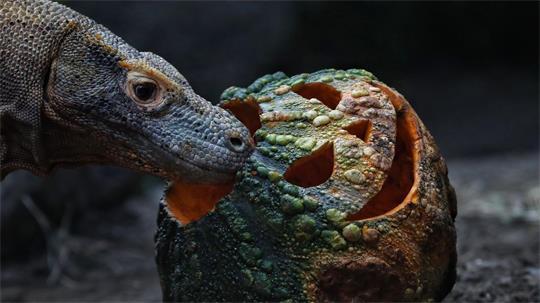 Ein Komodowaran nähert sich im Zoo von Cali in Kolumbien einem mit Fleisch gefüllten Kürbis. 