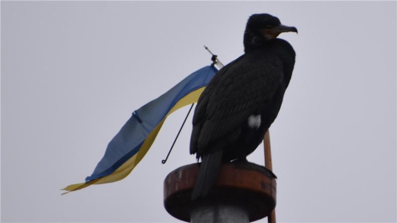 Ein Kormoran hat sich auf der Mastspitze des Ewers Margareta Platz verschafft. Von dem Wimpel zeigt sich das Tier unbeeindruckt.