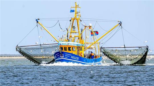 Ein Krabbenkutter ist auf der Nordsee unterwegs.