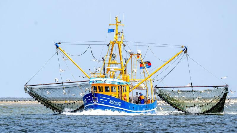 Ein Krabbenkutter ist auf der Nordsee unterwegs.