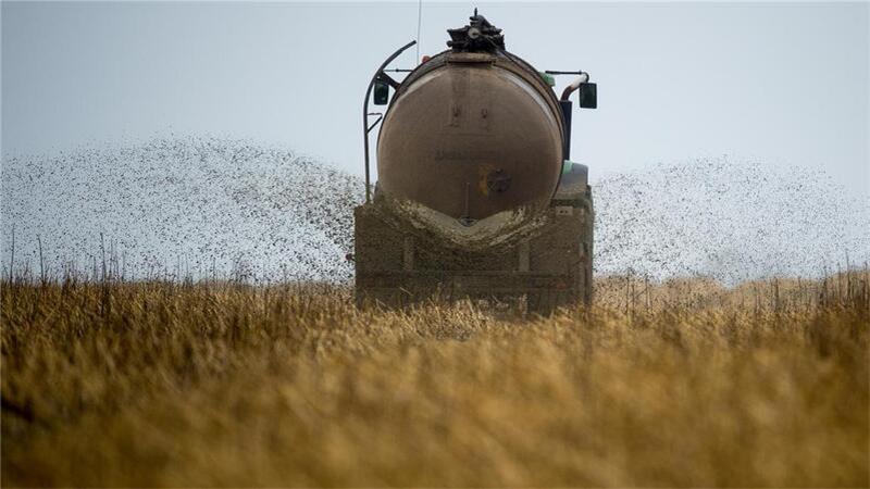 Wohin mit der Gülle? Für die Bauern wird es eng Ein Landwirt bringt auf einem Feld Gülle aus. Weil es dafür im Herbst in der Wesermarsch zu nass war, haben die Bauern jetzt ein Problem.