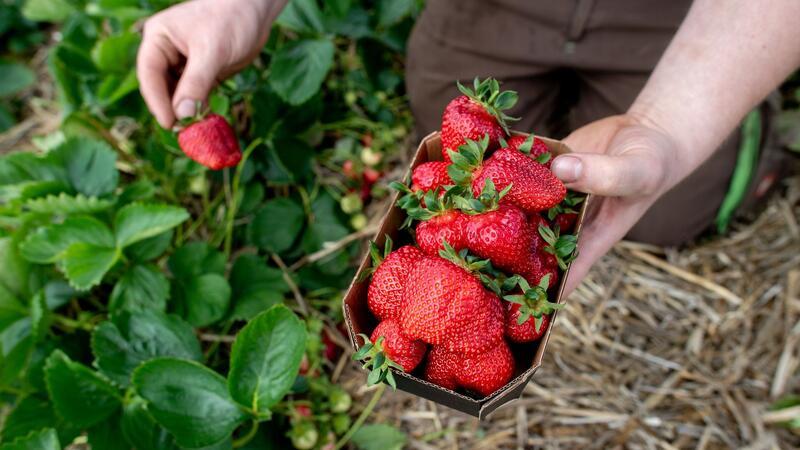 Ein Landwirt hält auf einem Feld eine Schale Erdbeeren in den Händen.
