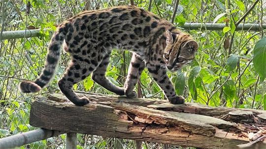Ein Leopardus tilcayo lebt im Tierheim „La Senda Verde“.