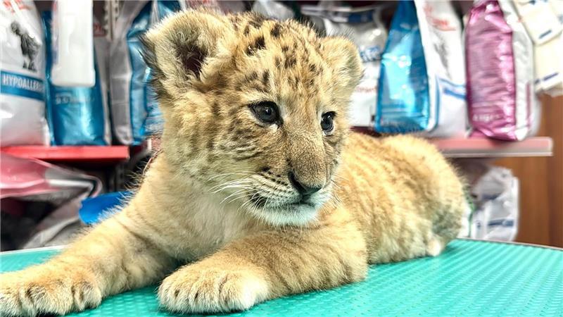 Bilder des Tages Ein Liger-Baby sitzt im Zoo von Zaharesti, nahe der Stadt Suceava, im Nordosten Rumäniens. Liger sind eine Kreuzung aus einem Löwen und einer Tigerin.