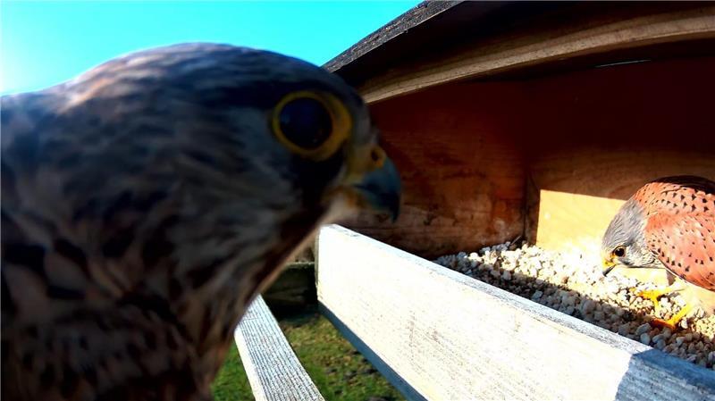Zwei Turmfalken im Turmfalken-Nest.