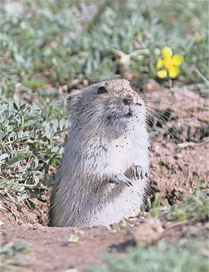 Sie sind der Ärger der Gartenbesitzer: Was tun gegen Wühlmäuse? Ein Loch im Garten weist auf eine Wühlmaus hin. Die Tiere buddeln sich unter der Erde ganze Tunnelsysteme. Foto: Christin Klose
