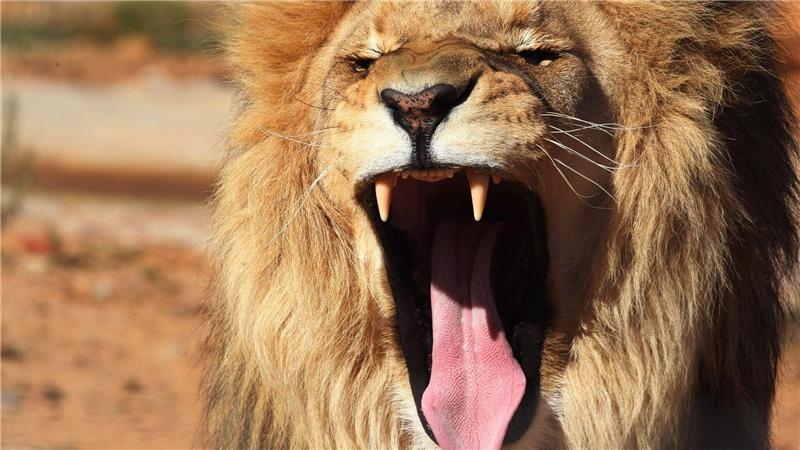 Löwe aus Zoo in Antalya entlaufen - ein Verletzter Ein Löwe war aus seinem Käfig in Antalya ausgebrochen. (Symbolbild)