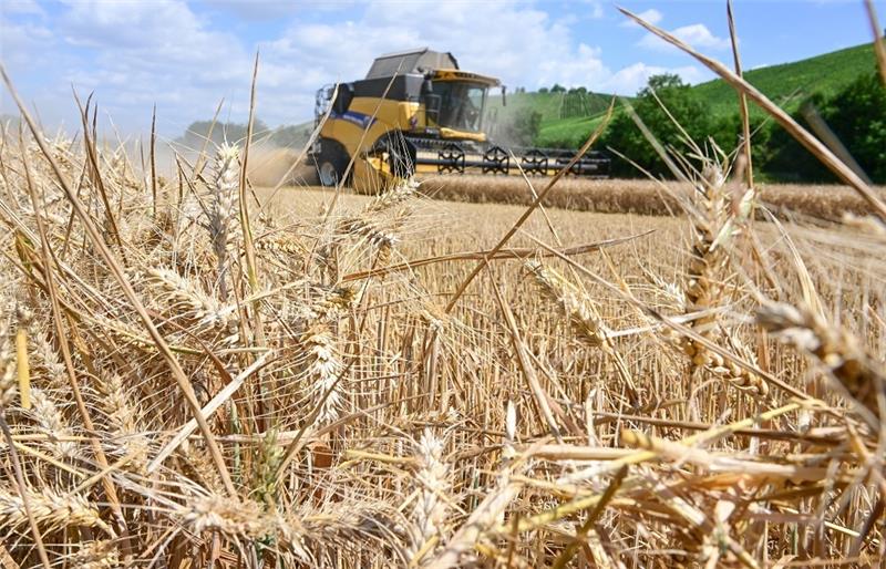 Klimawandel kostet in Deutschland jährlich 6,6 Milliarden Euro Ein Mähdrescher fährt über ein Getreidefeld. Der Klimawandel hat in Deutschland seit 2000 jährliche Schäden von durchschnittlich 6,6 Milliarden Euro verursacht. Insgesamt seien es rund 145 Milliarden Euro gewesen. Foto: Bernd Weißbrod/dpa