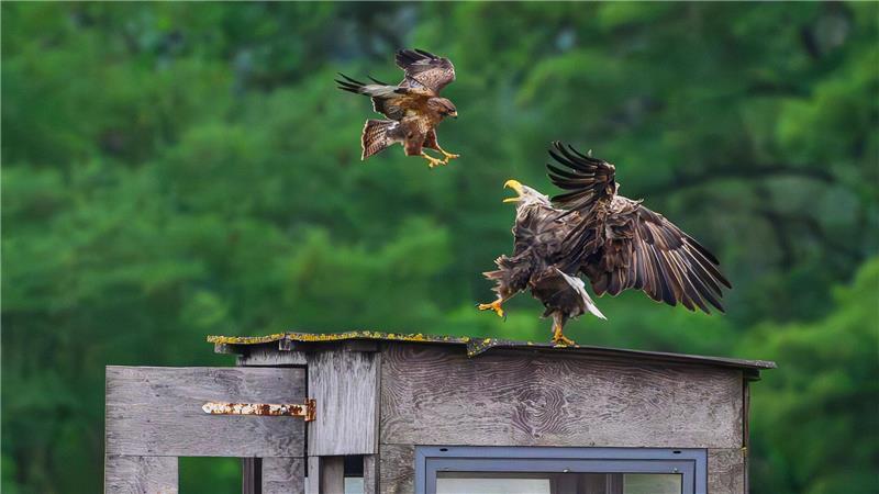 Bilder des Tages Ein Mäusebussard (l) versucht einen viel größeren Seeadler von seinem Platz auf dem Dach einer Jagdeinrichtung für die Ansitzjagd in Mallnow zu vertreiben.