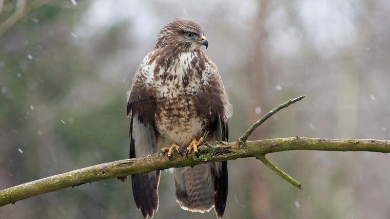 Nässe und kurze Tage erschweren dem Mäusebussard die Jagd Ein Mäusebussard sitzt auf einem Ast und wartet auf Beute.