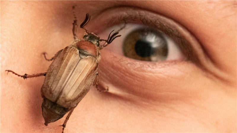 Ein Maikäfer krabbelt in Mörfelden im Gesicht eines jungen Mannes.